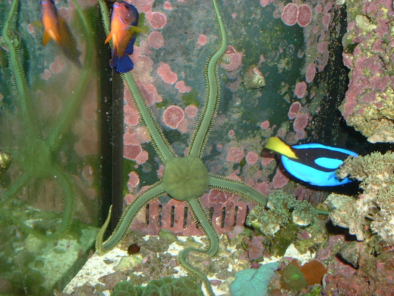brittlestar.jpg