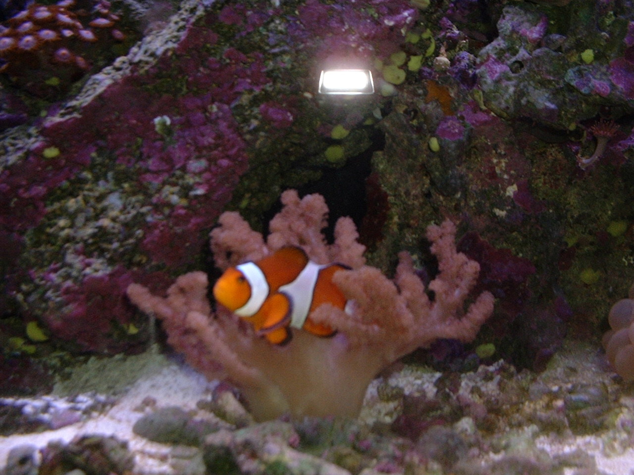 percula.jpg