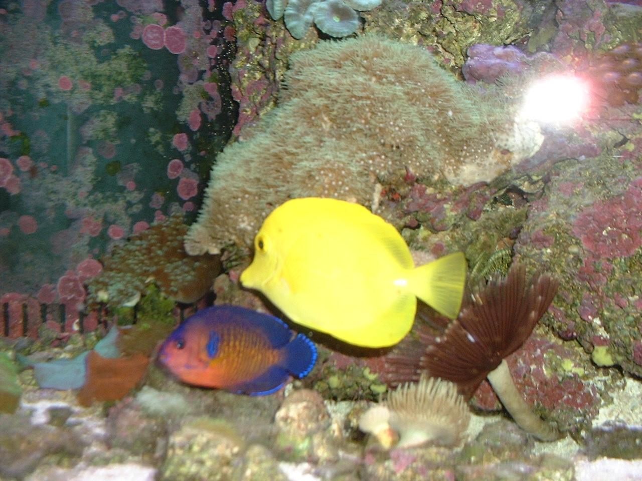 yellowtang.jpg